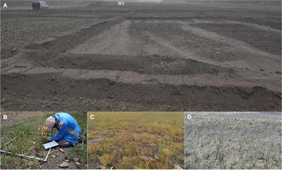 Re-vegetation Improves Soil Quality by Decreasing Soil Conductivity and Altering Soil Microbial Communities: A Case Study of an Opencast Coal Mine in the Helan Mountains